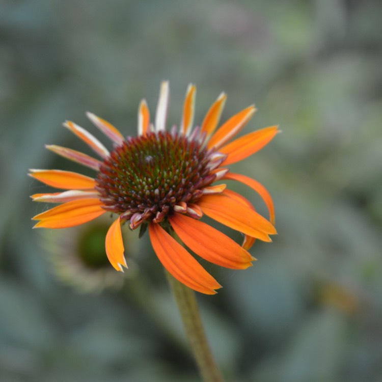 plant image 512774 plant image 512774