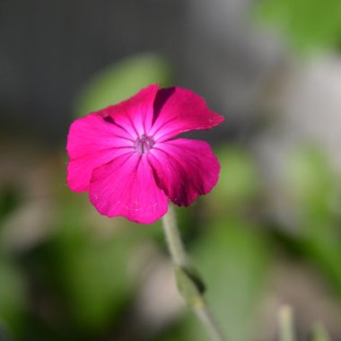 Lychnis coronaria syn. Agrostemma coronaria syn. Agrostemma tomentosum