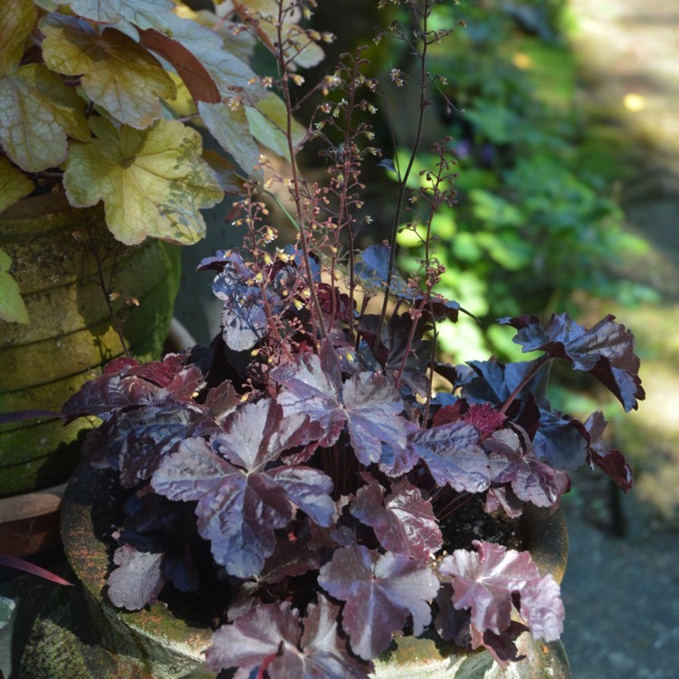 Plant image Heuchera 'Obsidian Coral bells'