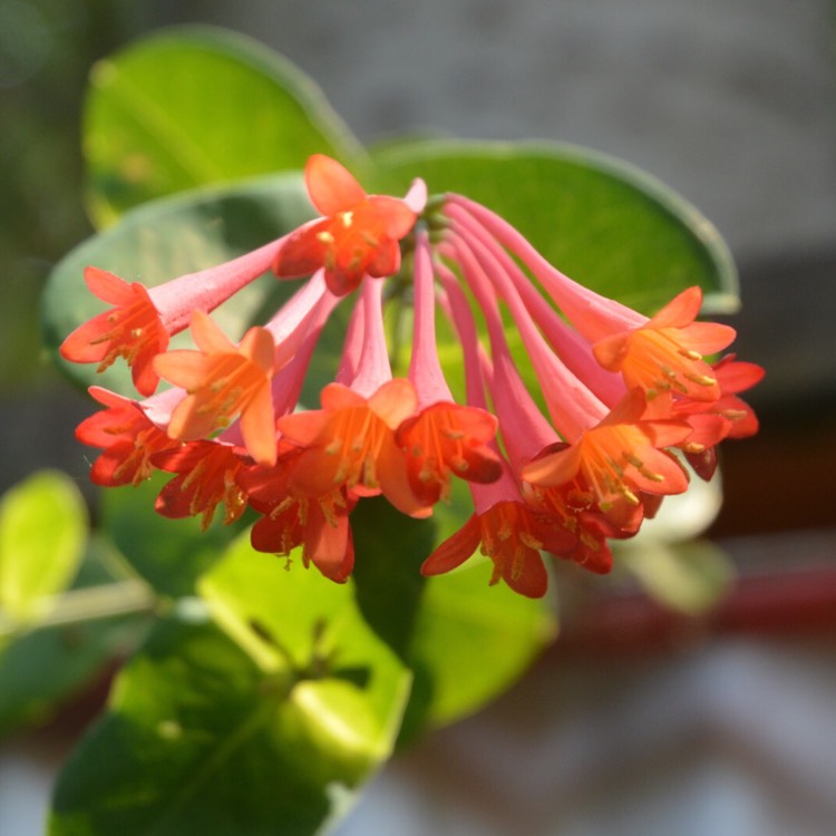 plant image 513086 plant image 513086