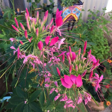 Cleome spinosa, 'Cherry Queen'