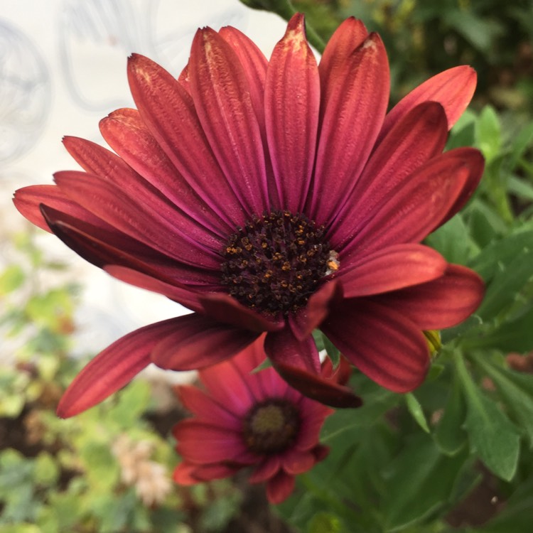 plant image 532093
