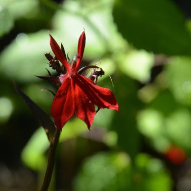 Lobelia Cardinalis syn.Lobelia fulgens ; Lobelia splendens