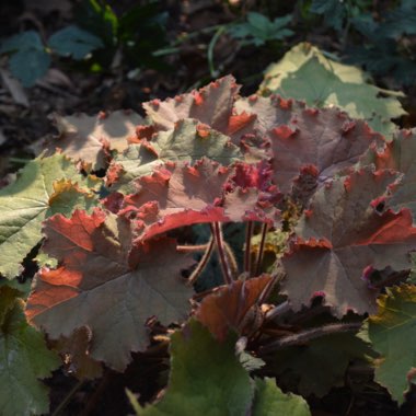 Alumroot 'Kassandra'