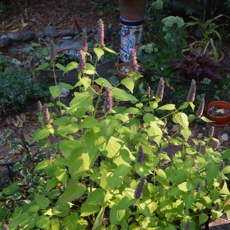 plant image 537423 plant image 537423