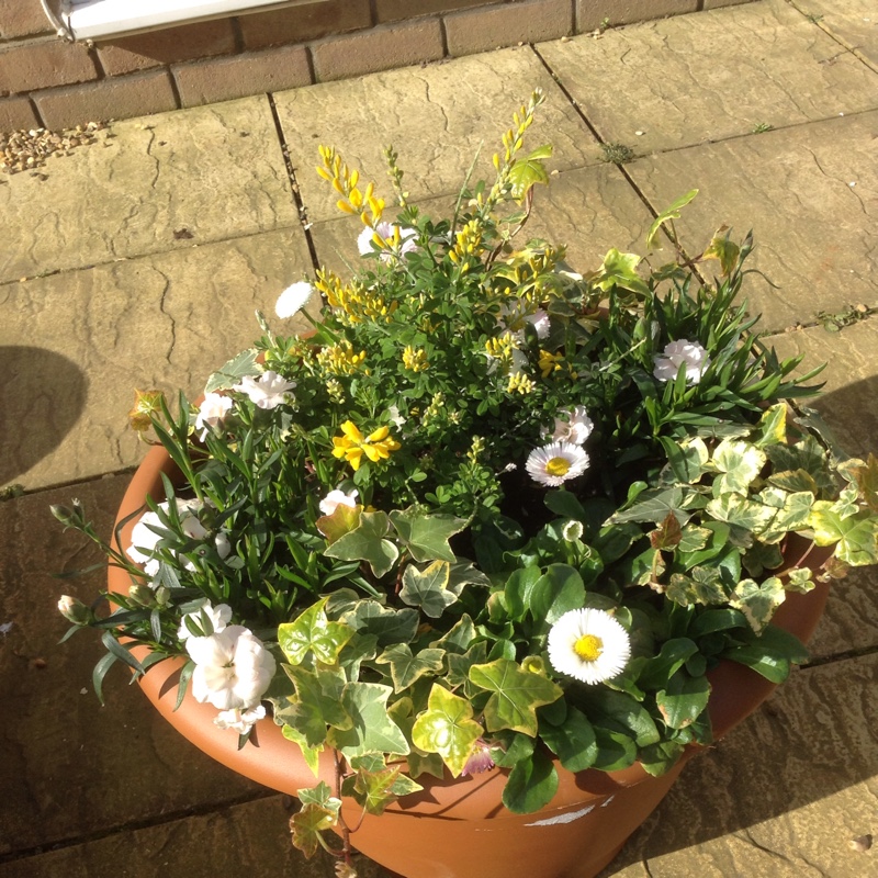 Fran's garden