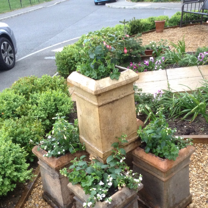 Fran's garden
