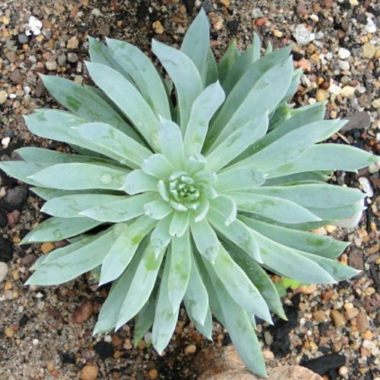 plant image 1116497 plant image 1116497