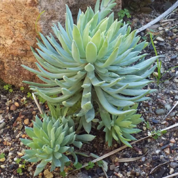 plant image 1116500 plant image 1116500