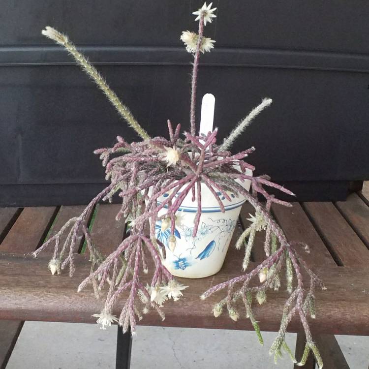 plant image 1122777