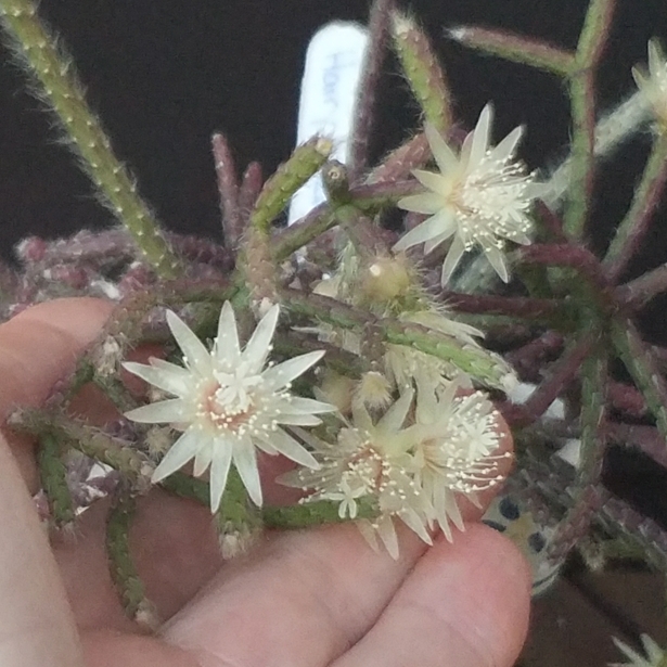 plant image 1122780