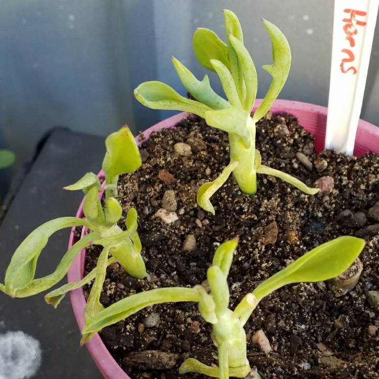 Plant image Senecio 'Elk Horns'