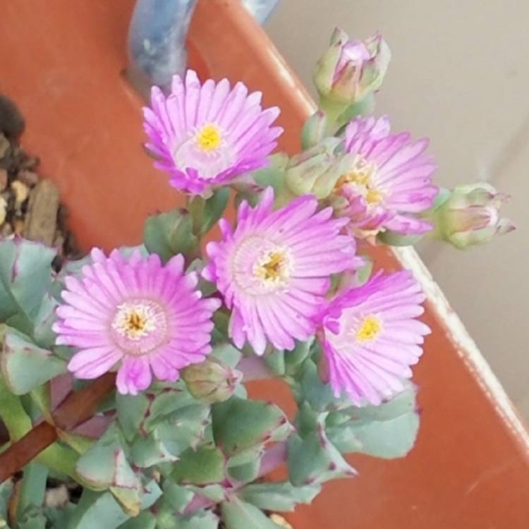 Plant image Oscularia deltoides syn. Lampranthus deltoides