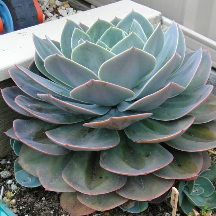plant image 1196839