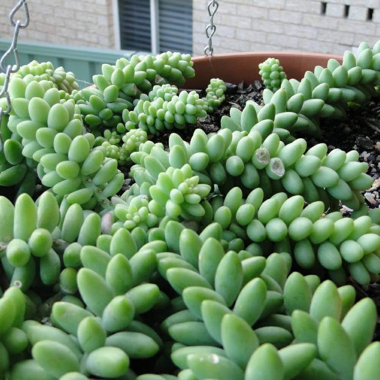 plant image 1197011 plant image 1197011