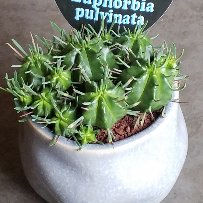Plant image Euphorbia pulvinata 'Nana'