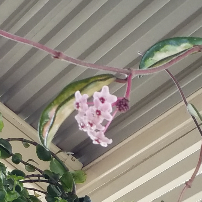 plant image 1243546