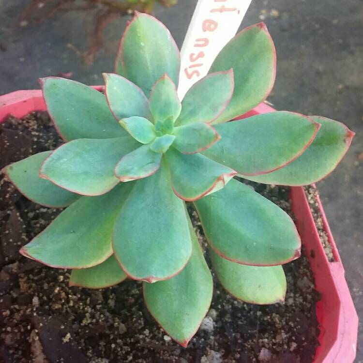 Plant image Echeveria Quitensis var. Quitensis