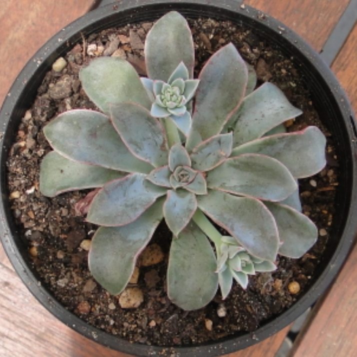 plant image 1298799