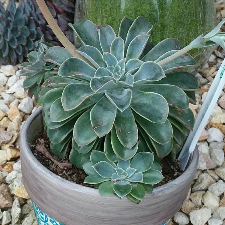 plant image 1405476
