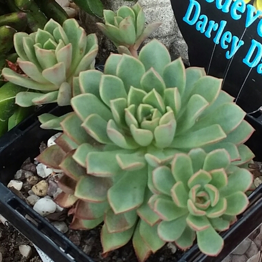 Plant image xSedeveria Darley Dale
