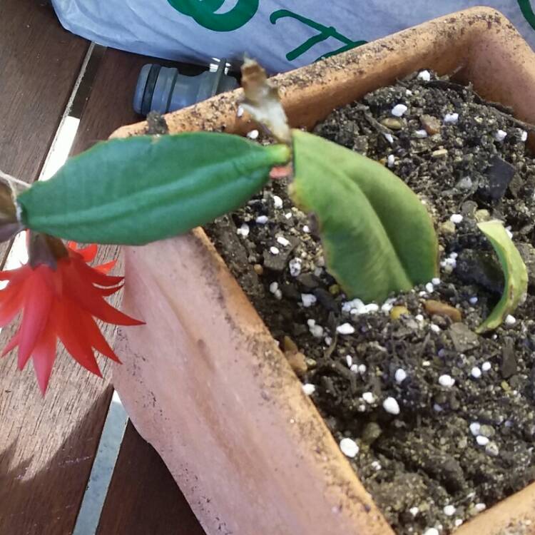 plant image 1406826