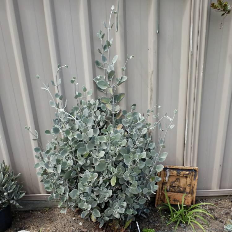 plant image 1412828