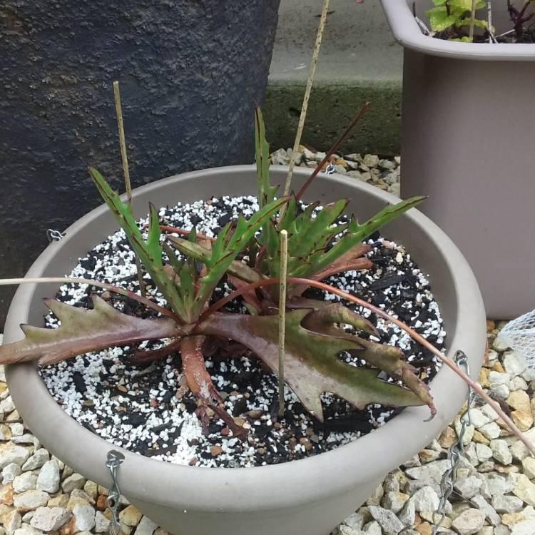 plant image 1412829 plant image 1412829