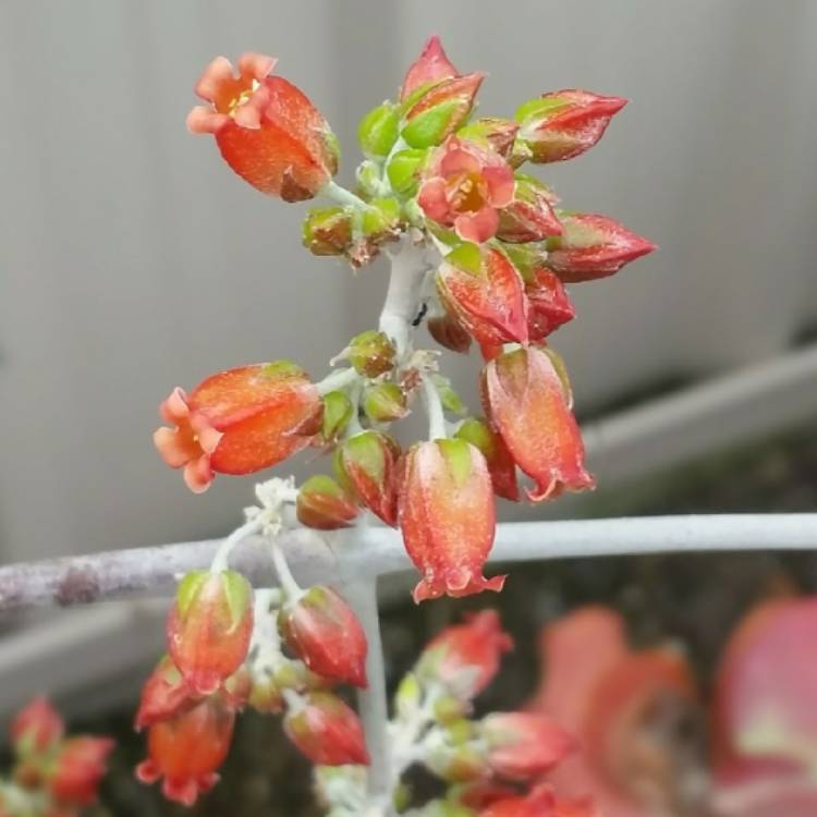 plant image 1412833
