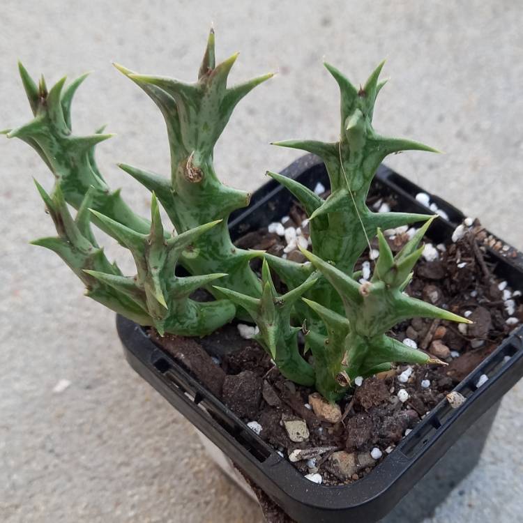 Plant image Stapelia decaryi
