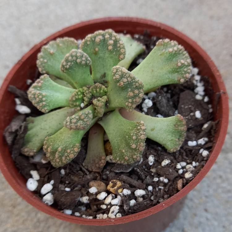 plant image 1434970