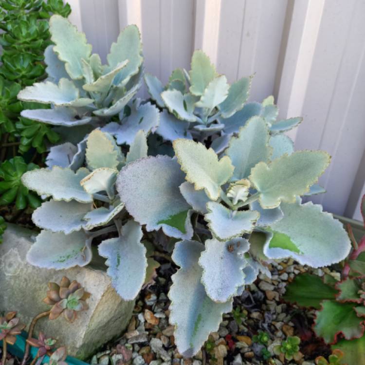 Plant image Kalanchoe Beharensis Oak Leaf