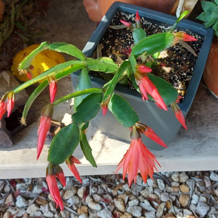 plant image 1545262