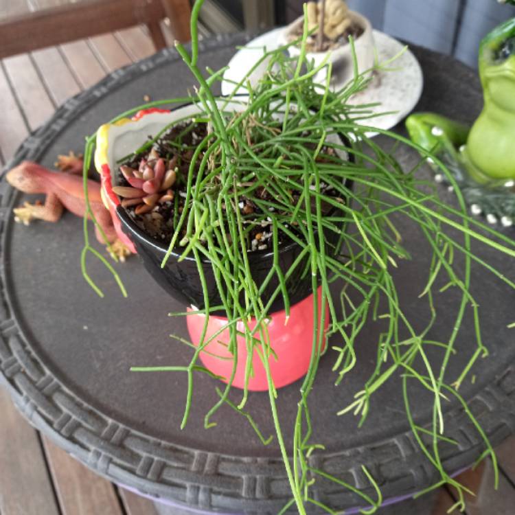plant image 1545274