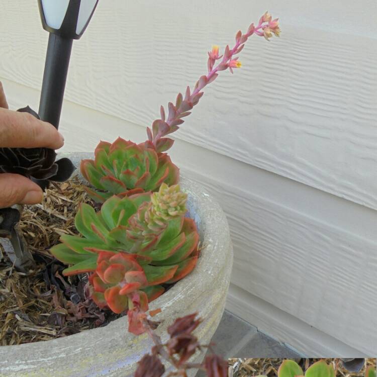 plant image 300268