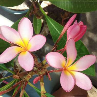 Plumeria 'Fruit Salad'