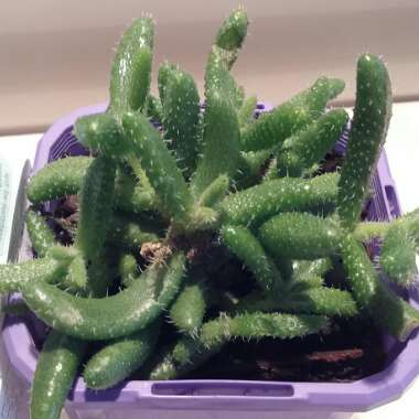 Delosperma echinatum syn. Delosperma pruinosum