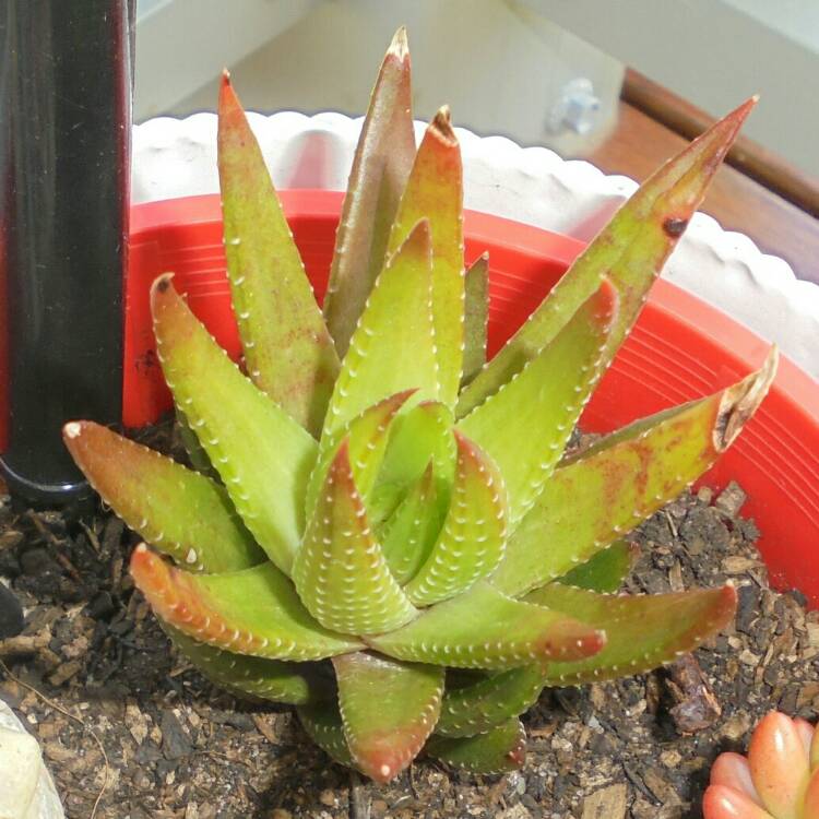 Plant image Haworthiopsis coarctata var. coarctata syn. Haworthia coarctata, Haworthia resendeana