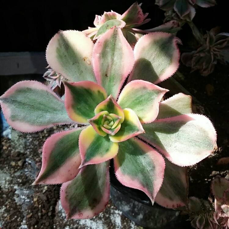 plant image 342055