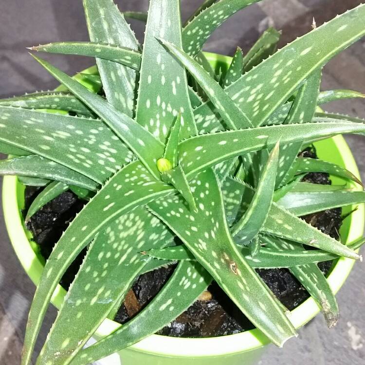 Plant image Aloe hybrid 'Firebird'