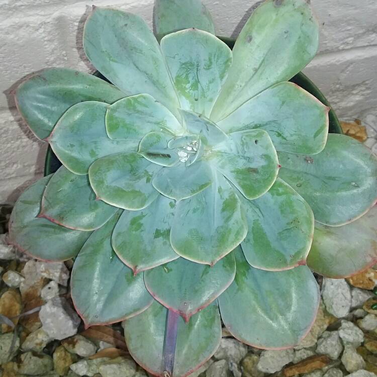 plant image 395050