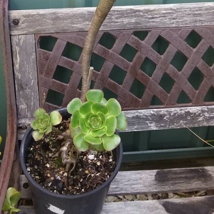 Plant image Aeonium Arboreum 
