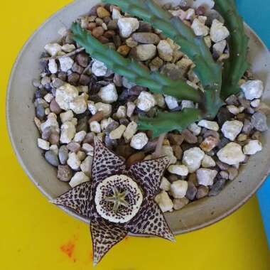 Stapelia Variegata