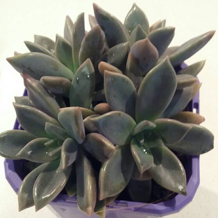 plant image 438713 plant image 438713