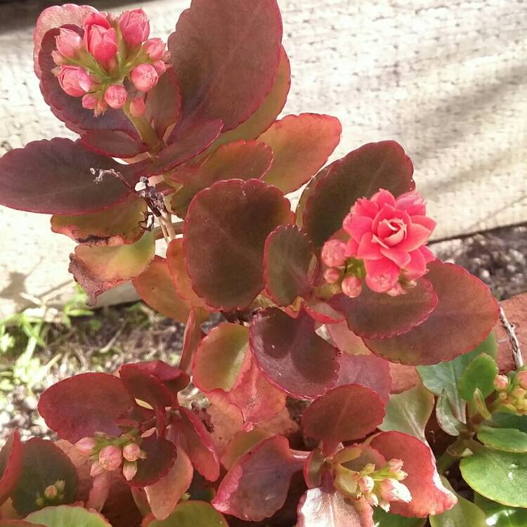 Plant image Kalanchoe blossfeldiana 'Double Flower Variety'