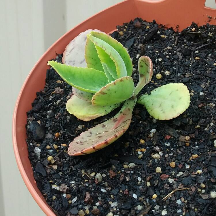 plant image 507834