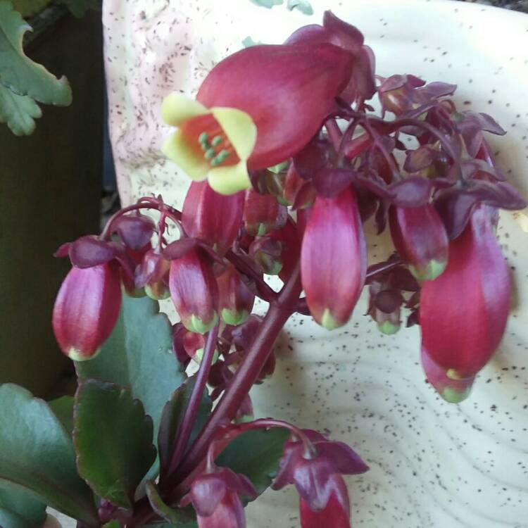 Plant image Kalanchoe manginii 'Wendy'