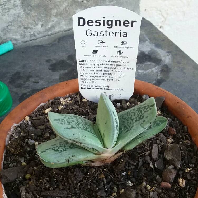Plant image Gasteria Smokey
