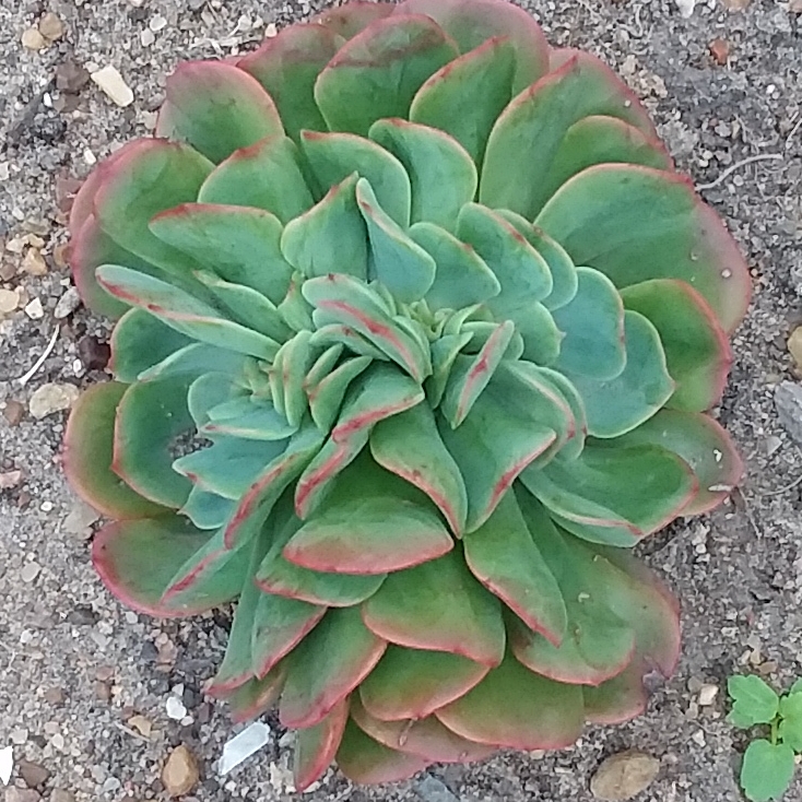 plant image 587893