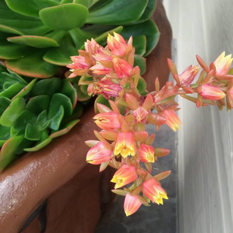 plant image 591065